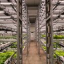 The Dawn of Vertical Agriculture: Reshaping Urban Landscapes in 2026